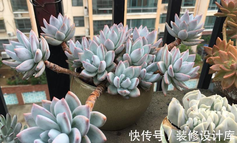 时节|9月养多肉,不要粗心大意,注意这3点盆栽才能平稳生长