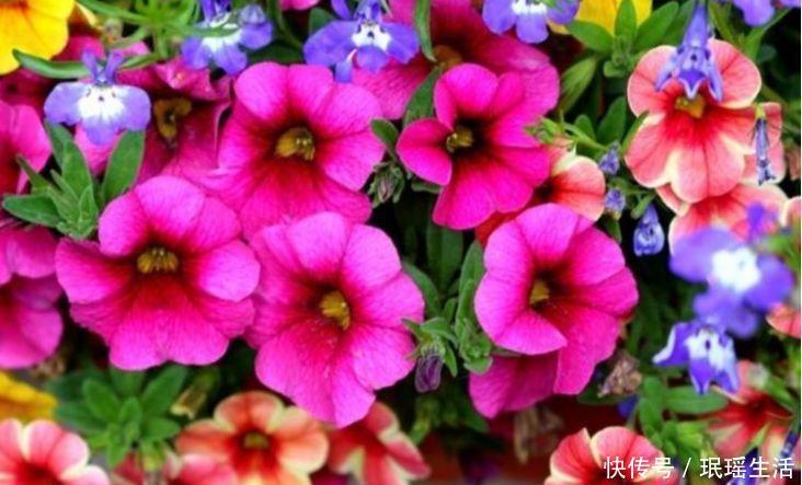 旺盛|养花就养此几款,花朵小巧玲珑,一个月不管,反而生长旺盛