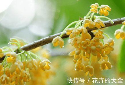 浇水|桂花怎么养才长得好，注意3点桂花开花更多哦