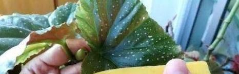 养花想要叶子肥绿?教你几招,叶子油绿、新芽挤满盆!