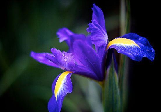家养几款植物,阳台开出花海,比牡丹美,堪称花中大美女