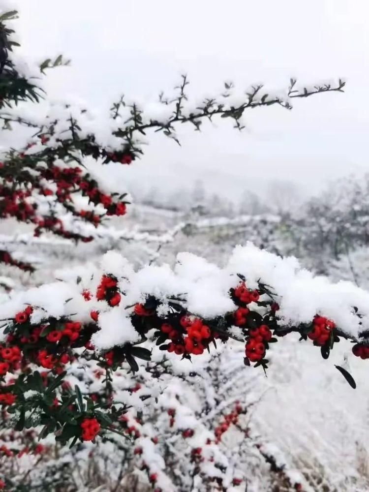 灵山|一下雪,灵山美出了新境界!