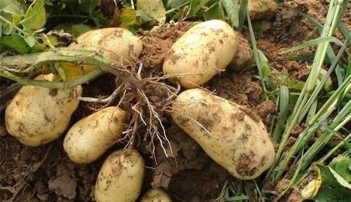 肝脏|98岁老人养肝经验：2种“发物”少碰，坚持两种好习惯，了解一下