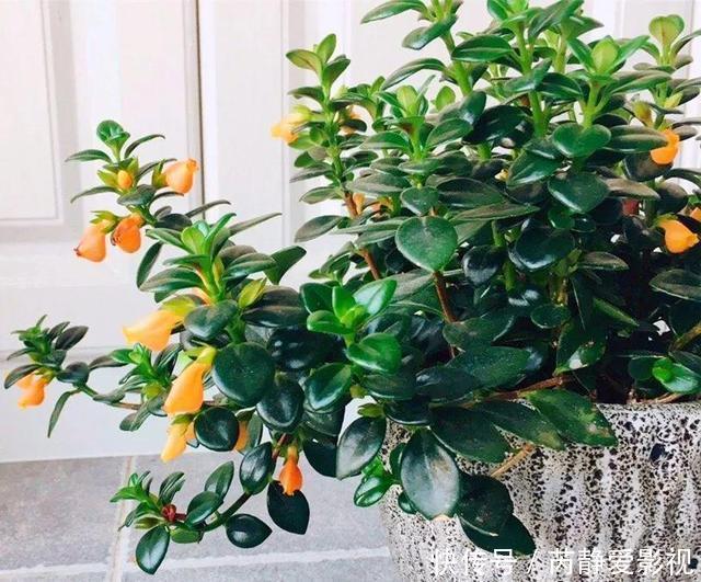 4种贵气花,个个富贵吉祥,再不喜欢也要养一盆