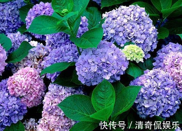 速度|想要绣球花秋季也能复花，需要做好几件事，生长速度快开花大