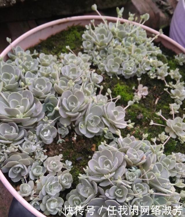 养多肉,不讲究,风风雨雨,依然安好