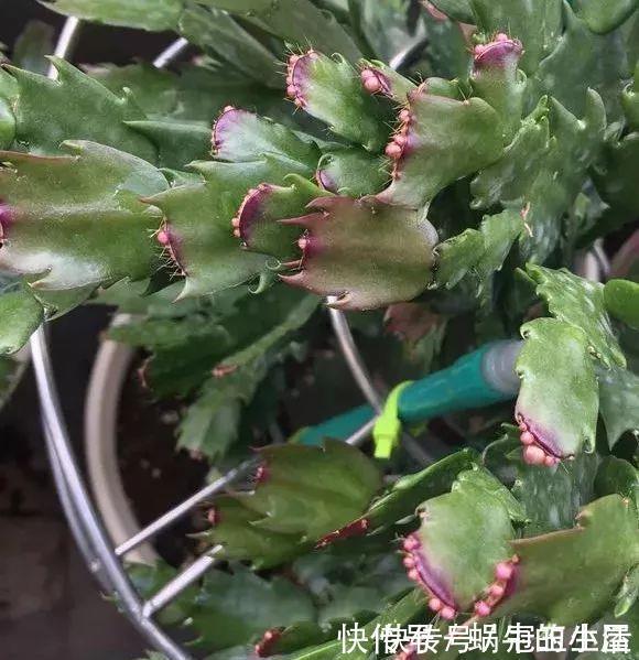 花苞|养花技巧:蟹爪兰一片叶子,蹿出10个花苞,给它喂啥好东西了