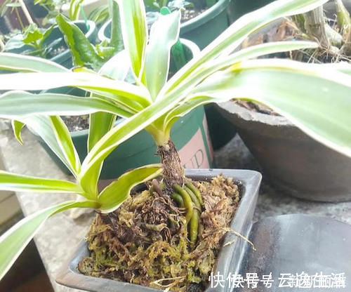 6块钱的吊兰,3年养成老桩,5年变成1棵小树,做好4点就行