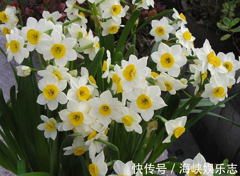 牡丹花|4种花“独受宠”,众多花友都爱养,一年四季开花不断,天天赏花