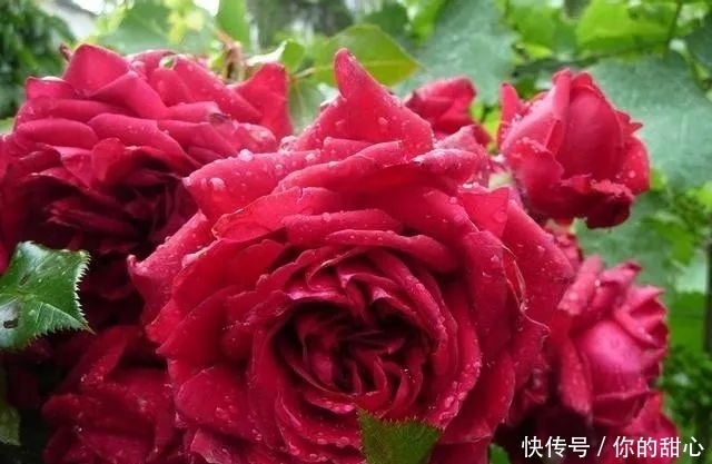 真宙|什么样的月季算优秀?盘点一下我种过的优秀月季