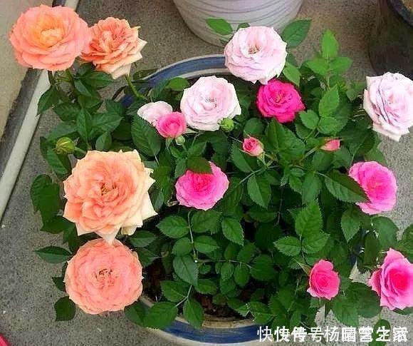 月季|3种花,不建议在花卉市场买,养不几天大多枯萎