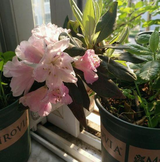 茶花盆栽四季杜鹃,注意3点,枝繁叶茂、花团锦簇、病虫害少