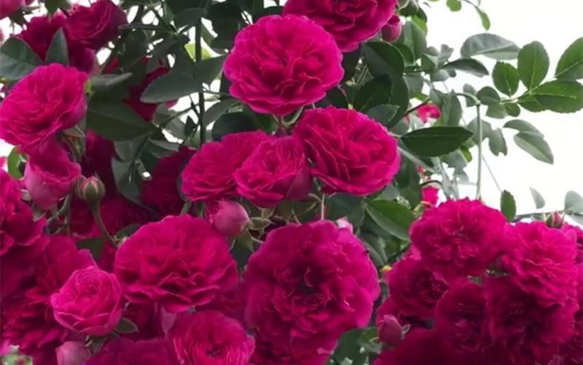 比白木香|此花比啥花都香,沾土就活,花开大半年,家养一盆香味十足