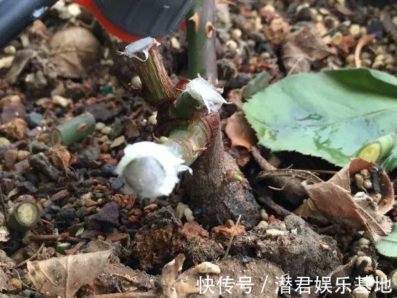 可以浇花的药,过期也要留着,保花不生虫、不生病!