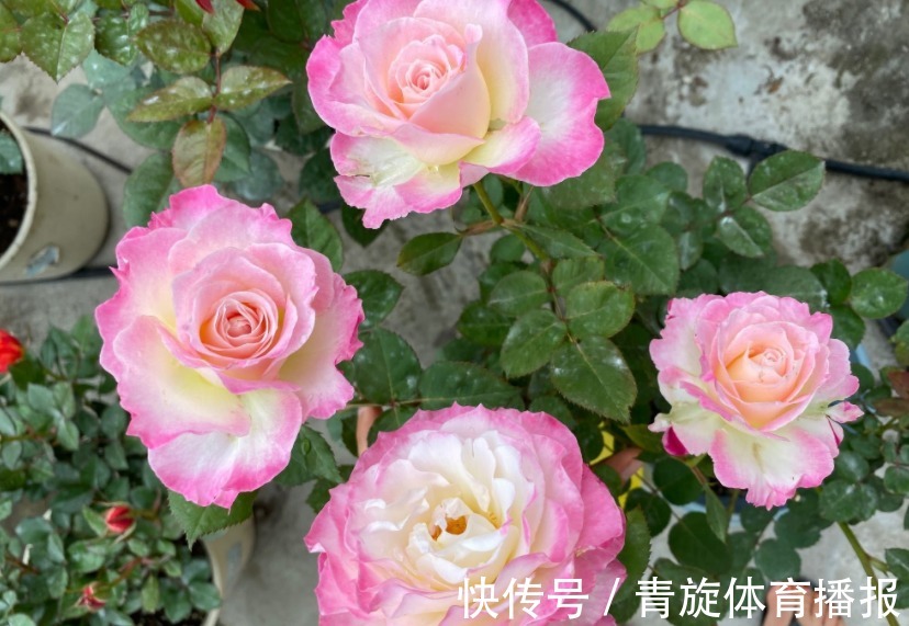 浓香高颜值月季,六翼天使,阳台盆栽抓住4点,分支多开花勤