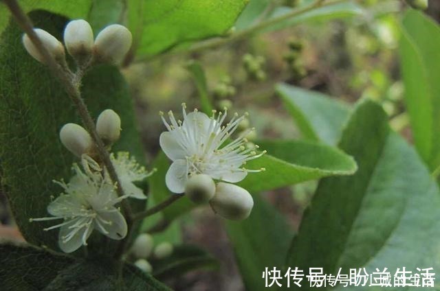 空气|这3种花长得丑，却能净化空气，摆在家里气势不小！