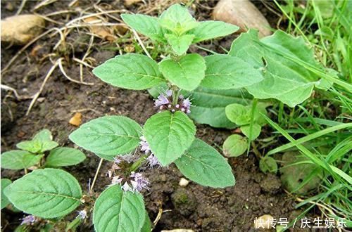 几种可以食用和观赏的草本花卉,新手也能养得很好
