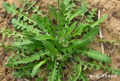 荠菜|好吃营养的几种食物,男女常吃,清热解毒,预防疾病,气色更红润