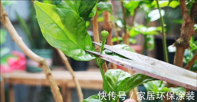 开花枝|养殖茉莉花时,这4种枝条要及时进行修剪,否则难以开花