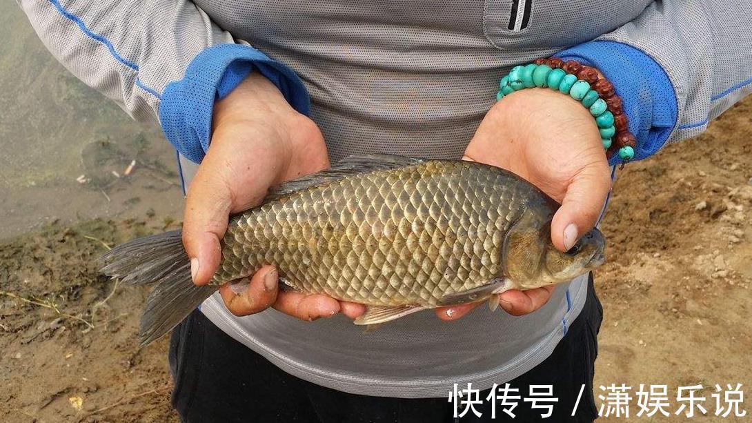 夏季鲫鱼为什么不咬钩共3个原因,知道后再钓不到它们,算我输