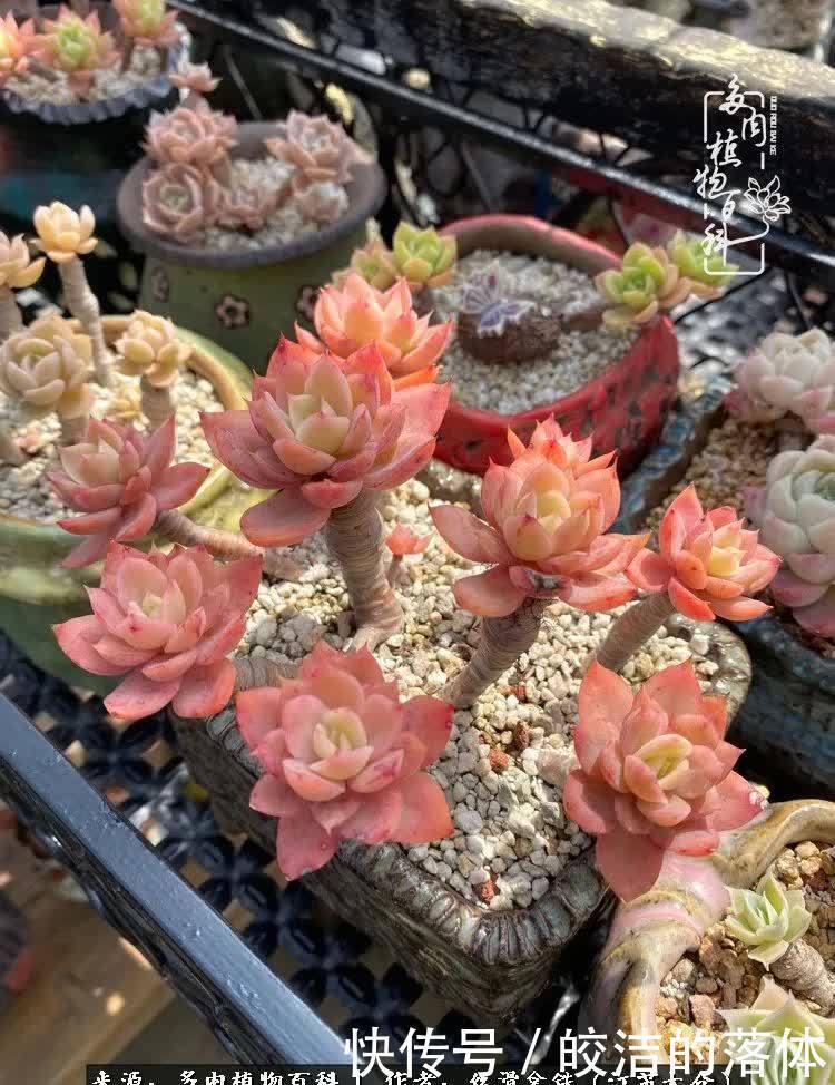 阳光露台多肉,天时地利人和!美肉知时节,当春乃发生!