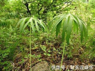 野草|农村一种野草，长得像“破雨伞”，却价值珍贵，遇到了请珍惜