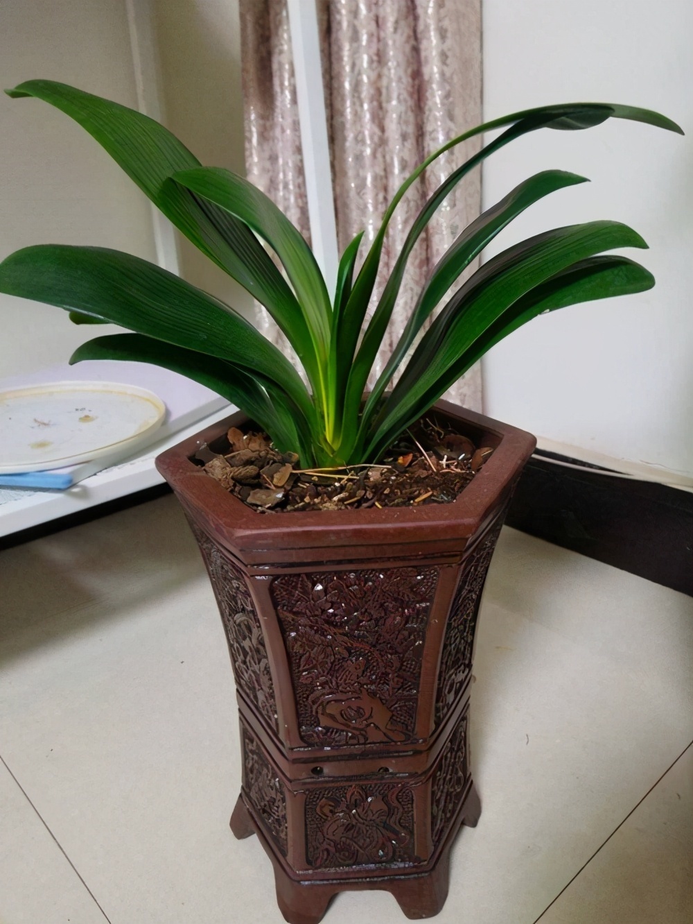 发育不良|君子兰催花有技巧,换盆会遇到什么问题,夹箭怎么处理