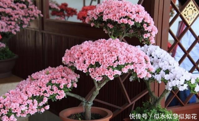 “1种花”夏季扦插,一碰到土壤,“12天”长根系,1年后开满花!