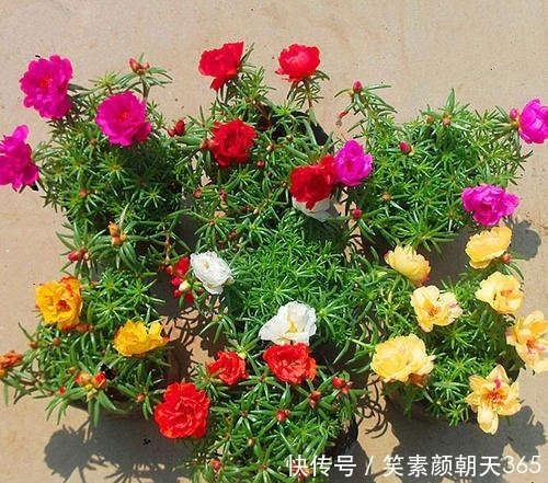 4种花，可不能惯养，赶紧搬出去，越狠狠晒，越开花满枝头！