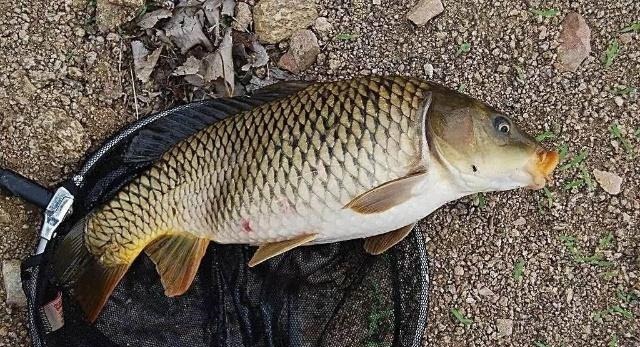 钓鱼时不妨加点“料”,这些常见的东西钓鱼有奇效!