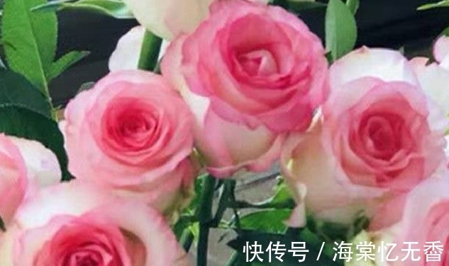 重瓣|3种“仙女花”，瑰丽绚烂花期长，漂亮好养爱开花