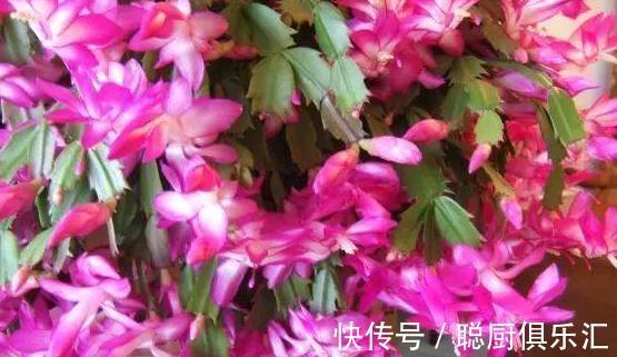 这样给蟹爪兰浇水,蟹爪兰不但没死,还年年花开几百朵