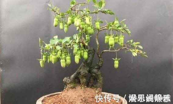 叶片|居家养棵树,旺财又福寿,1月不浇水,也能长,还越养越“值钱”