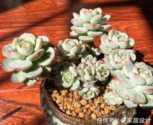 想要多肉蜕变成老桩?教你一招,小苗也能养成爆出“5个头”