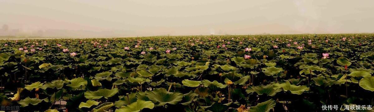 中年|微山湖为何成了“香饽饽”两省三市都“虎视眈眈”?微山湖游记