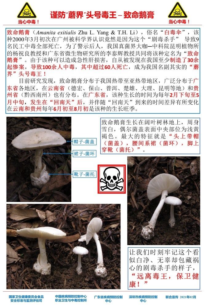 中毒|丰顺县发生一起疑似蘑菇中毒事件，致命毒蘑菇高发季，路边蘑菇不要采！