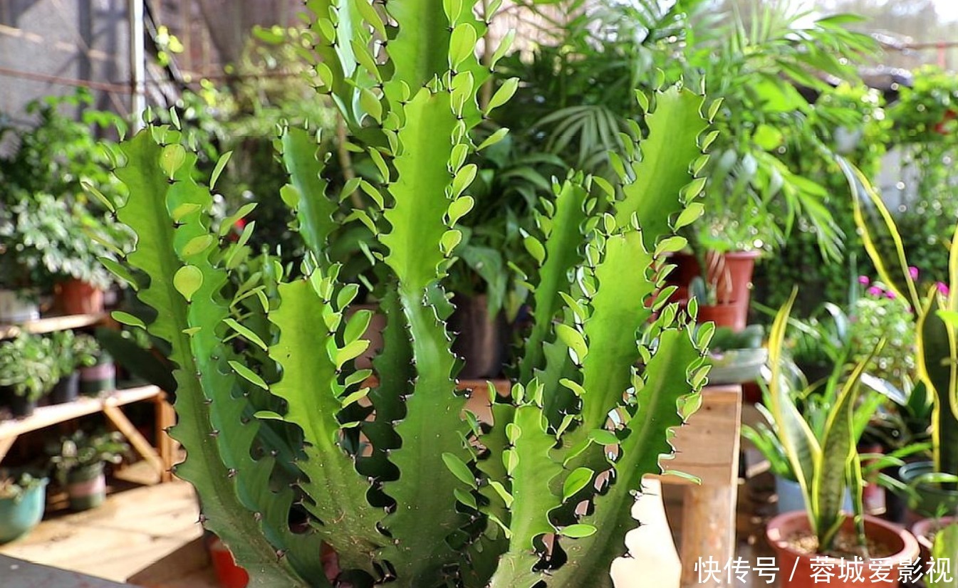 我们的家|客厅养花就选几种，枝叶繁茂，镇宅又好看