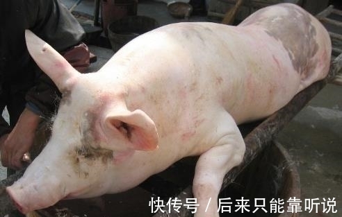 奇闻：猪身上最不起眼的部位，营养堪比熊掌，可惜很多人丢掉