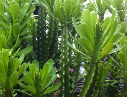 绿植|有钱人都喜欢这3种花,既能镇宅还养人,养一盆在家里太值了