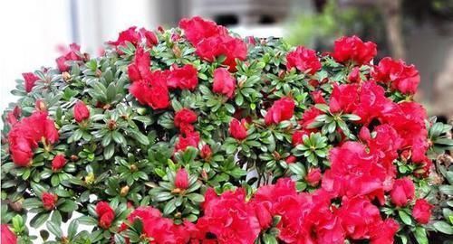 扦插杜鹃花，不用枝，掐个芽，插入矿泉水瓶中猛发芽