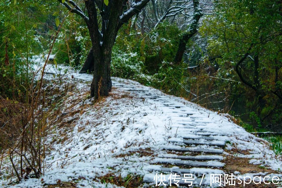 西溪|踏着雨雪寻梅，到西溪绿堤再合适不过，可惜花儿盛开还得等年后