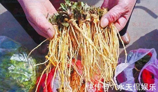 蒲公英泡水|蒲公英被誉为“天然的下火草”，用蒲公英泡水喝，记住五喝两不喝