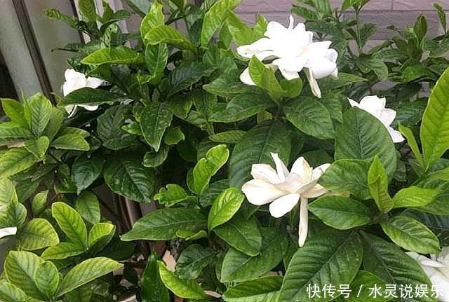 枝头|养栀子花,记住“8个字”,永远不黄叶,叶片油绿,枝头窜满花苞