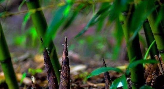 肝脏|肝不好的人，不妨多吃4个“养肝王”，或许能养好肝，保障健康