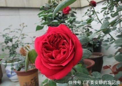 香水|这种花比香水还好闻,花色艳丽,花型极大,抗病性强,是盆栽佳品