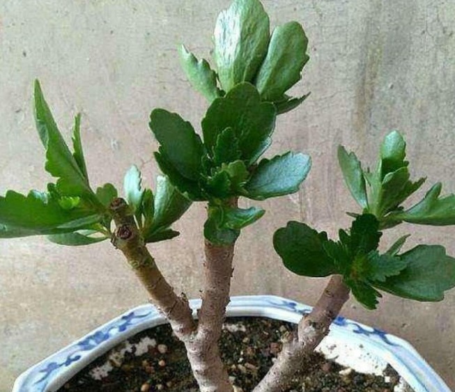 复合肥|长寿花能否开爆，关键在4点，长寿花爆花的精髓包含在里面