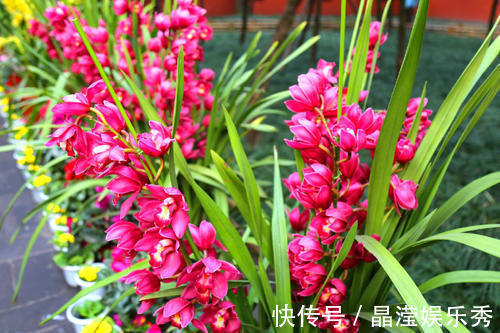 仙客来|2021“很火”的4种年宵花，各个优美不凡，好养、耐看、寓意好