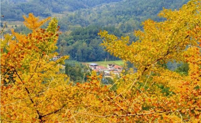 风动|【创建天府旅游名县】色在深秋，风动叶飘零，李白故里美色迷人，要你好看！