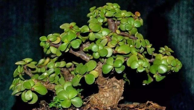 不会养花的花友们,就养这几种,养不好算我输