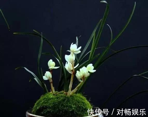 世界上最贵的花,一盆就是一座房子!看过的贵气满满